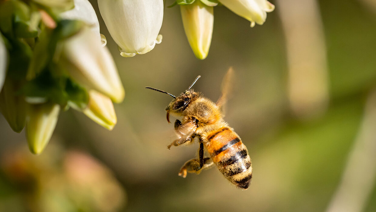 Co możemy zrobić, aby uratować pszczoły od zagłady