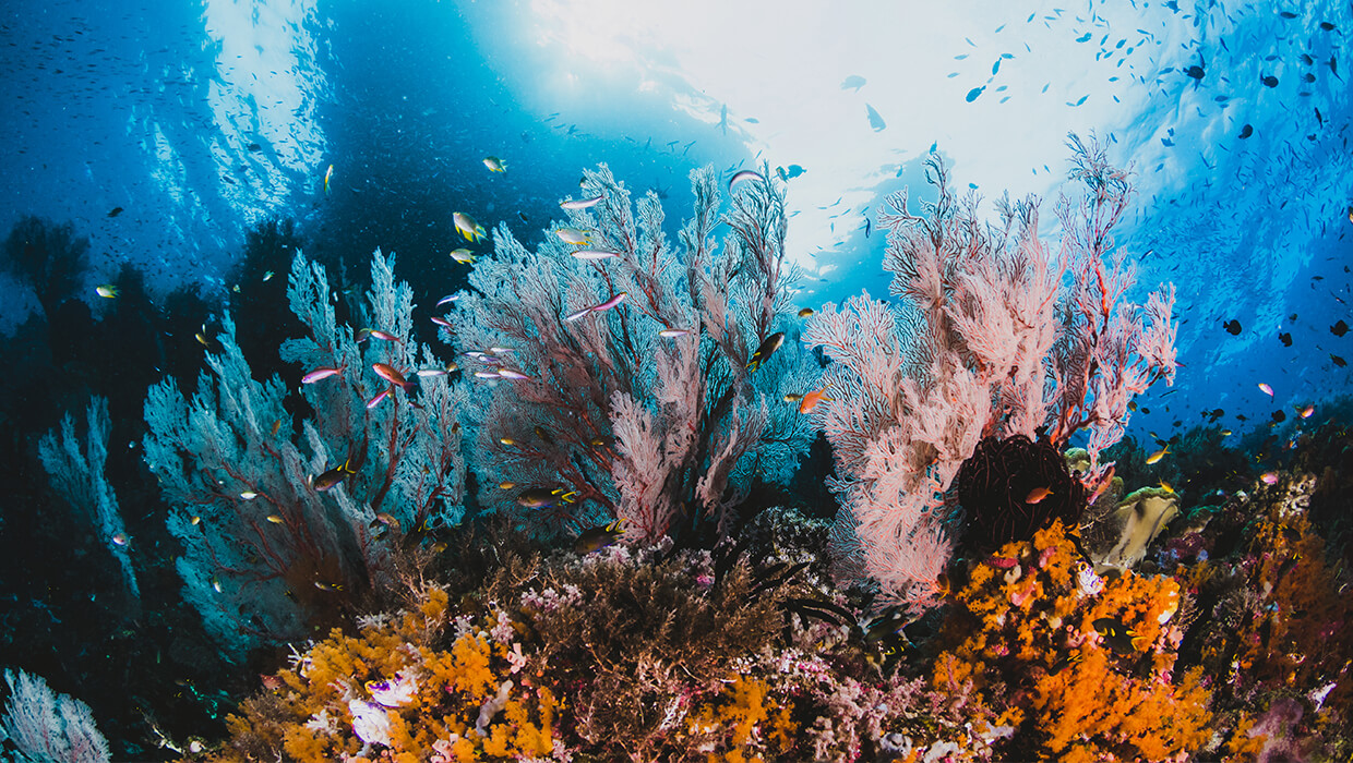 rafa koralowa jest zagrożona wyginięciem