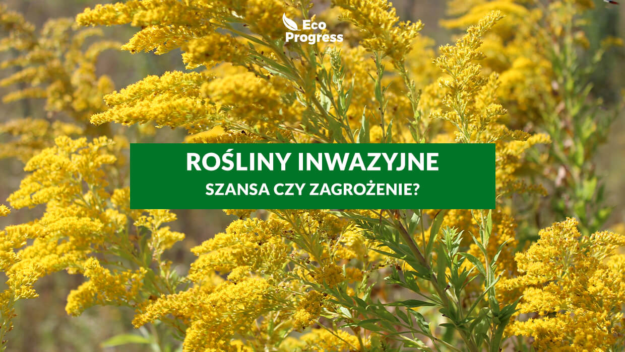 Inwazyjne rośliny zakazane w Polsce